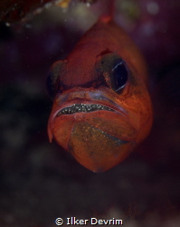 The Mediterranean Cardinal fish carrying his eggs on his ... by Ilker Devrim 